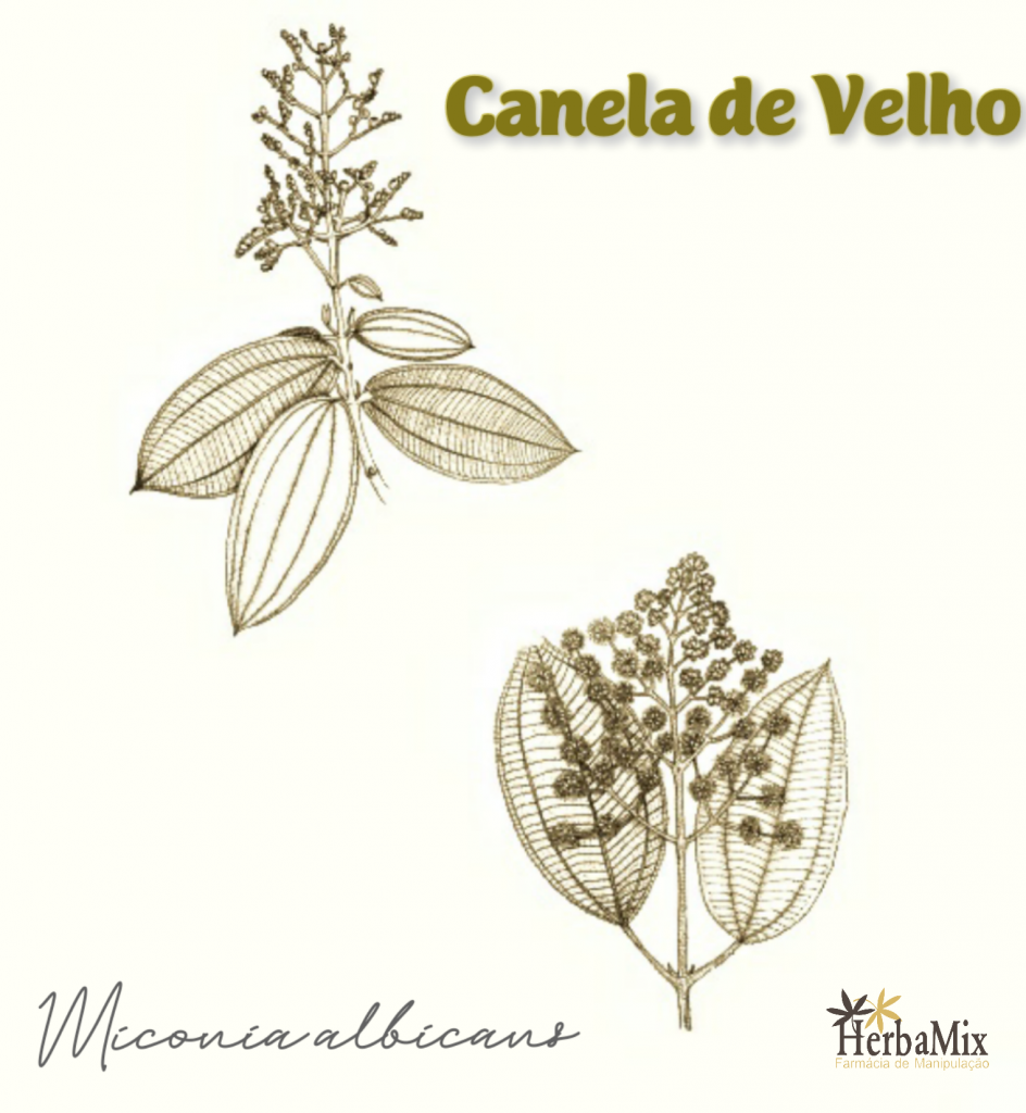 Canela de Velho 1