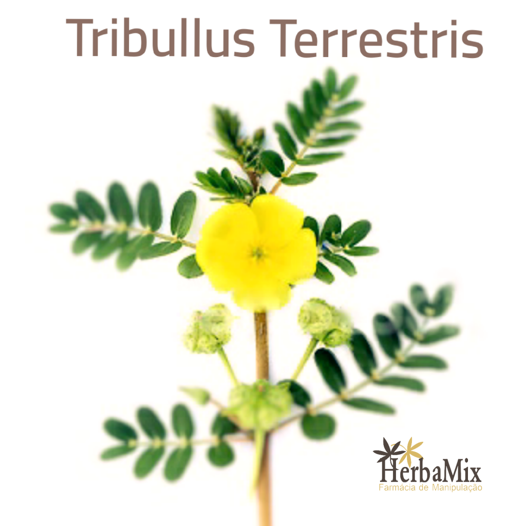 TRIBULUS TERRESTRIS Suplemento para que serve e como tomar: 1