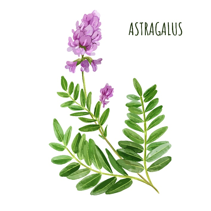 Astragalus planta da longevidade